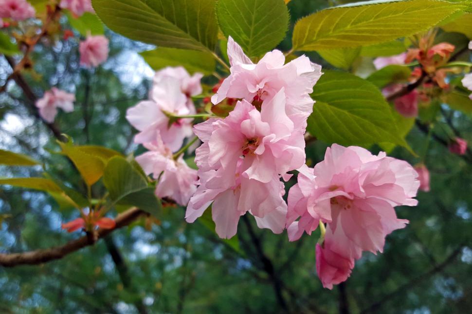 Green light to View Cherry Blossoms in High Park this Year!