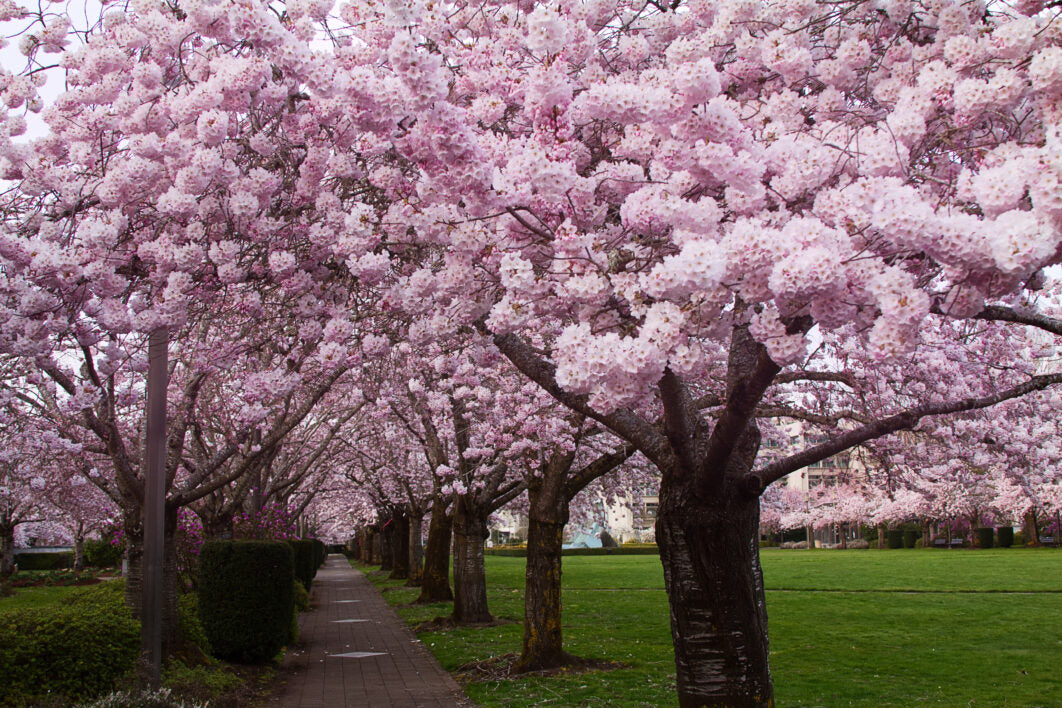 Top 8 Places to See the Cherry Blossom Near Toronto That Aren’t High Park